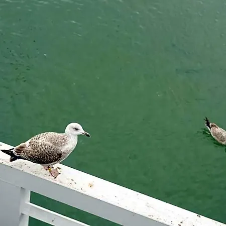 Albatros Happy