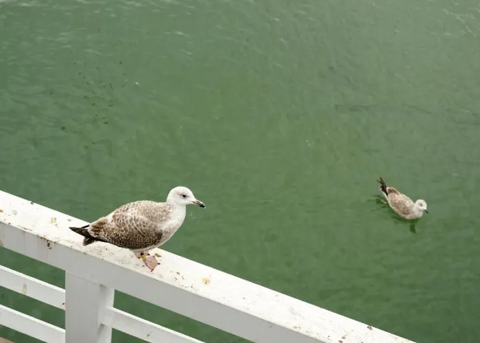 Bed & Breakfast Albatros Happy 3*